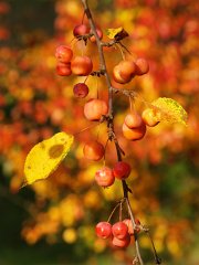 Autumn_006