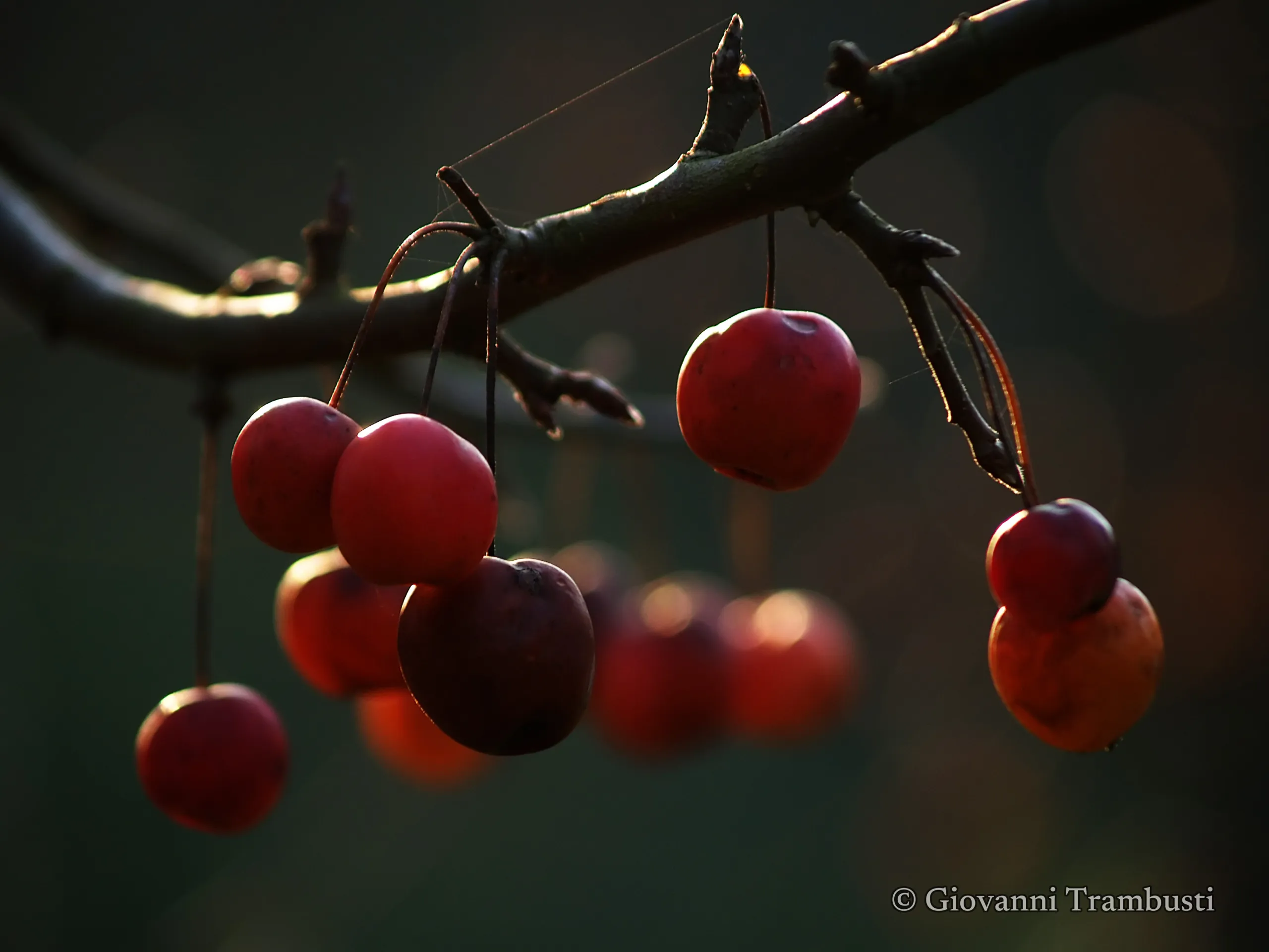Autumn 005, Tuscany — fotografía de Giovanni Trambusti