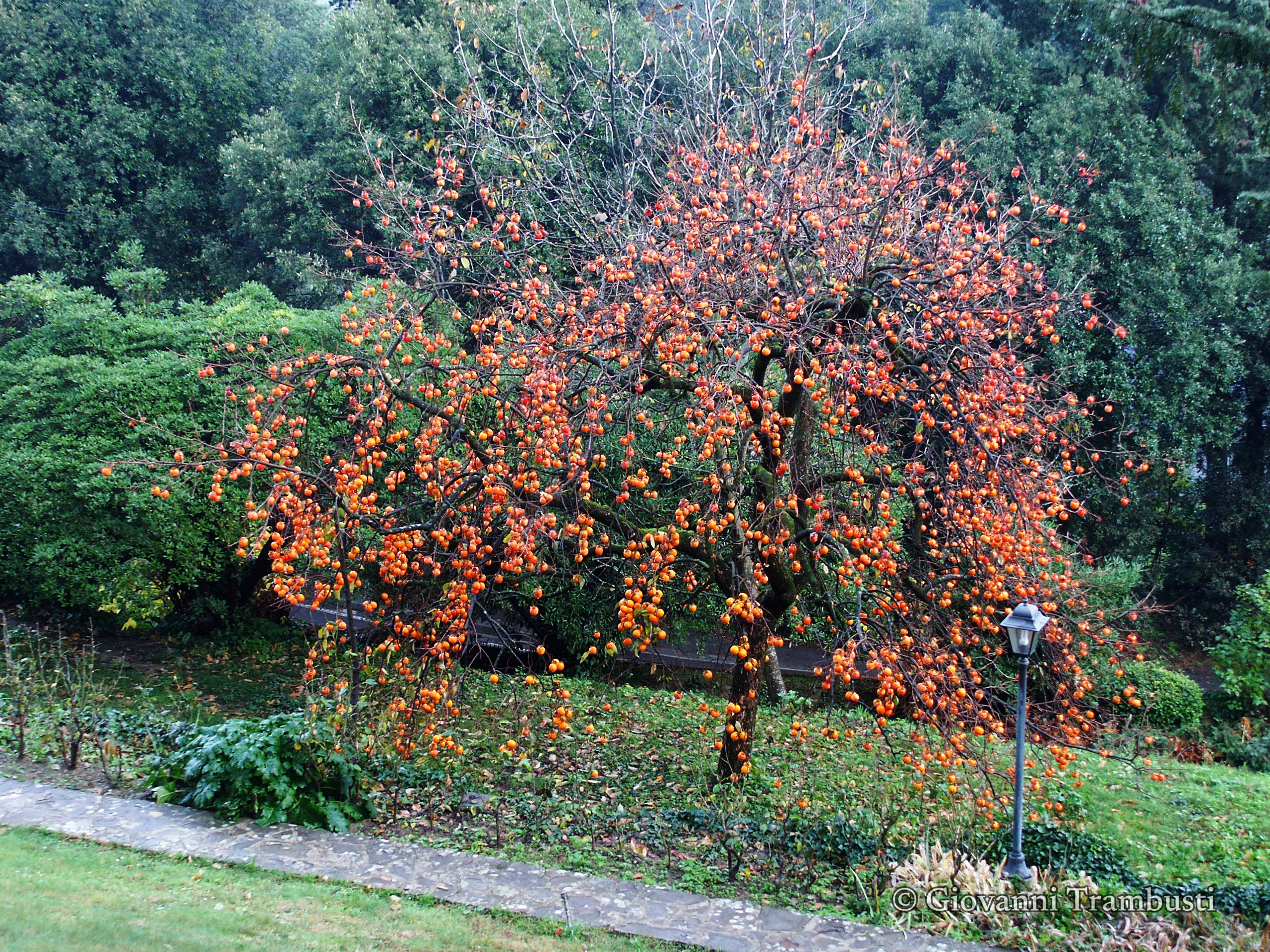 Autumn 014, Tuscany — fotografía de Giovanni Trambusti