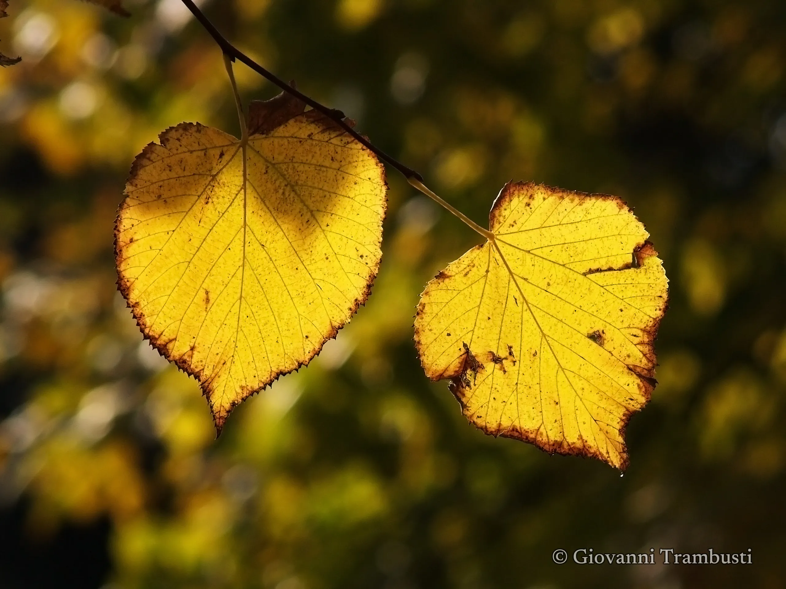 Autumn 028, Tuscany — Fotografie von Giovanni Trambusti